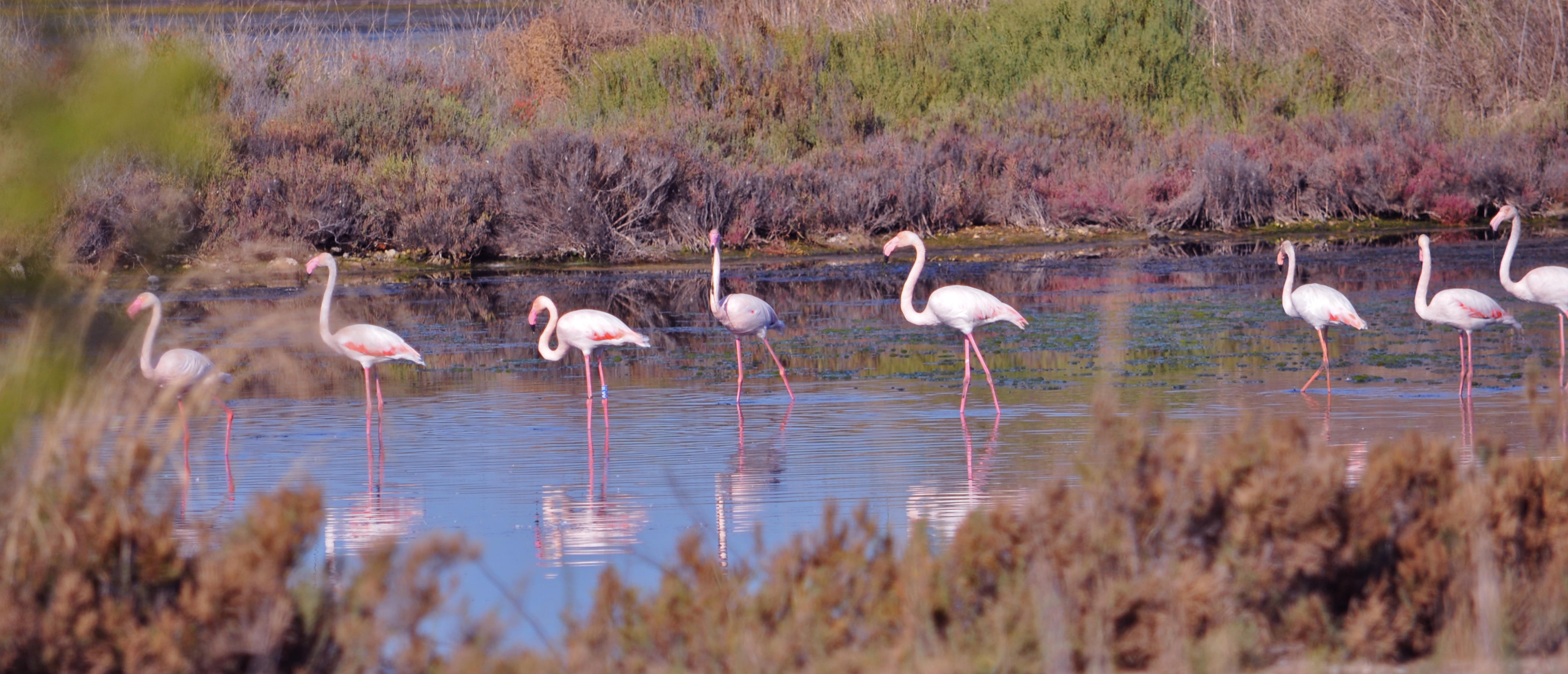 A group of flamingos in a shallow pond surrounded by bushes